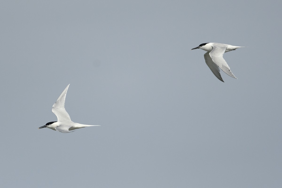 Sandwich Tern - ML619194351