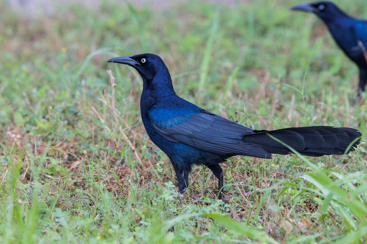 Great-tailed Grackle (Great-tailed) - ML619194363