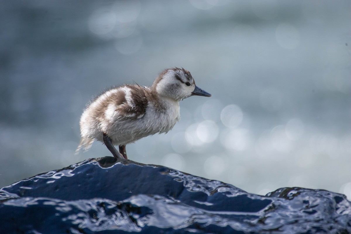 Torrent Duck - Dominic Garcia-Hall