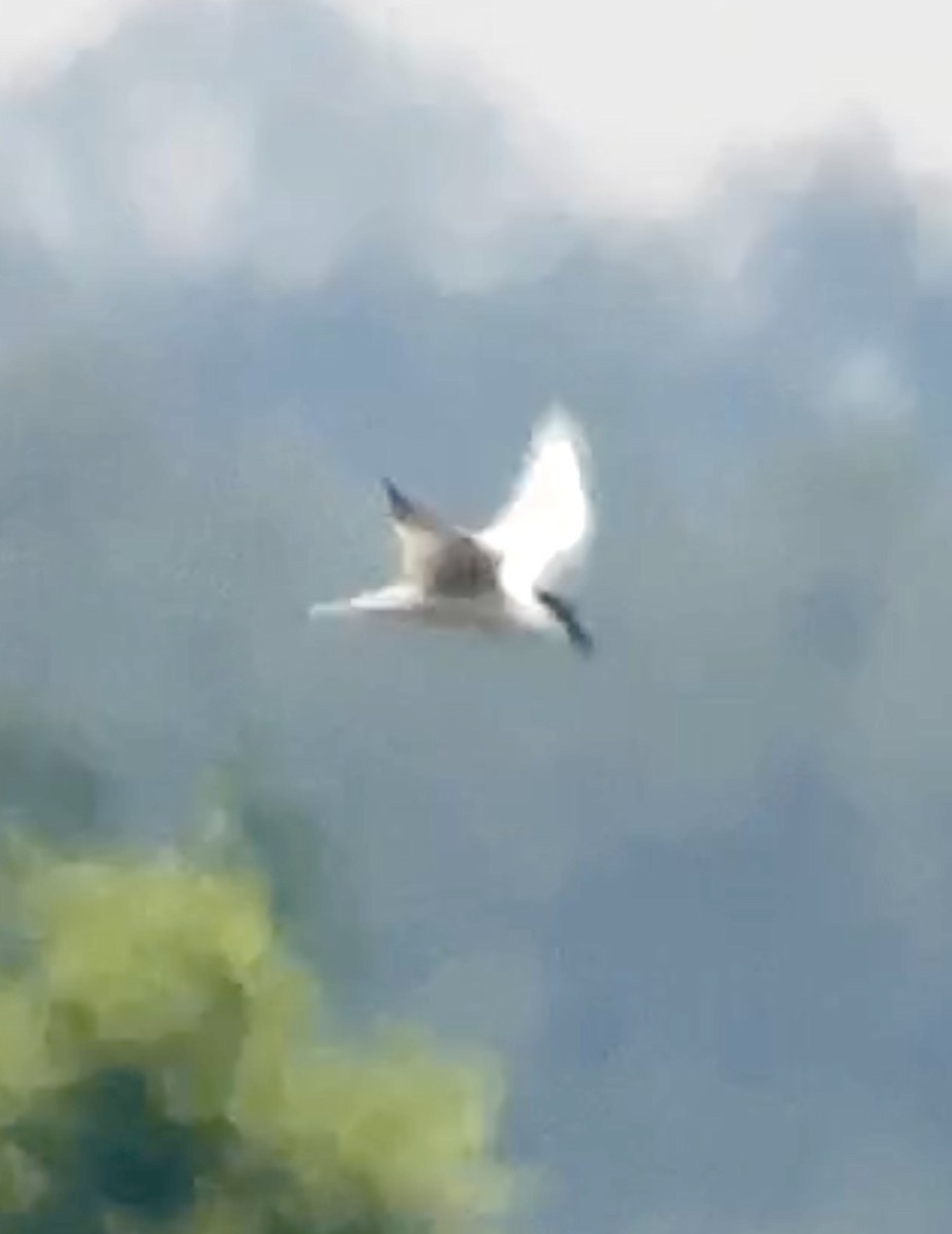 Forster's Tern - Soule Mary