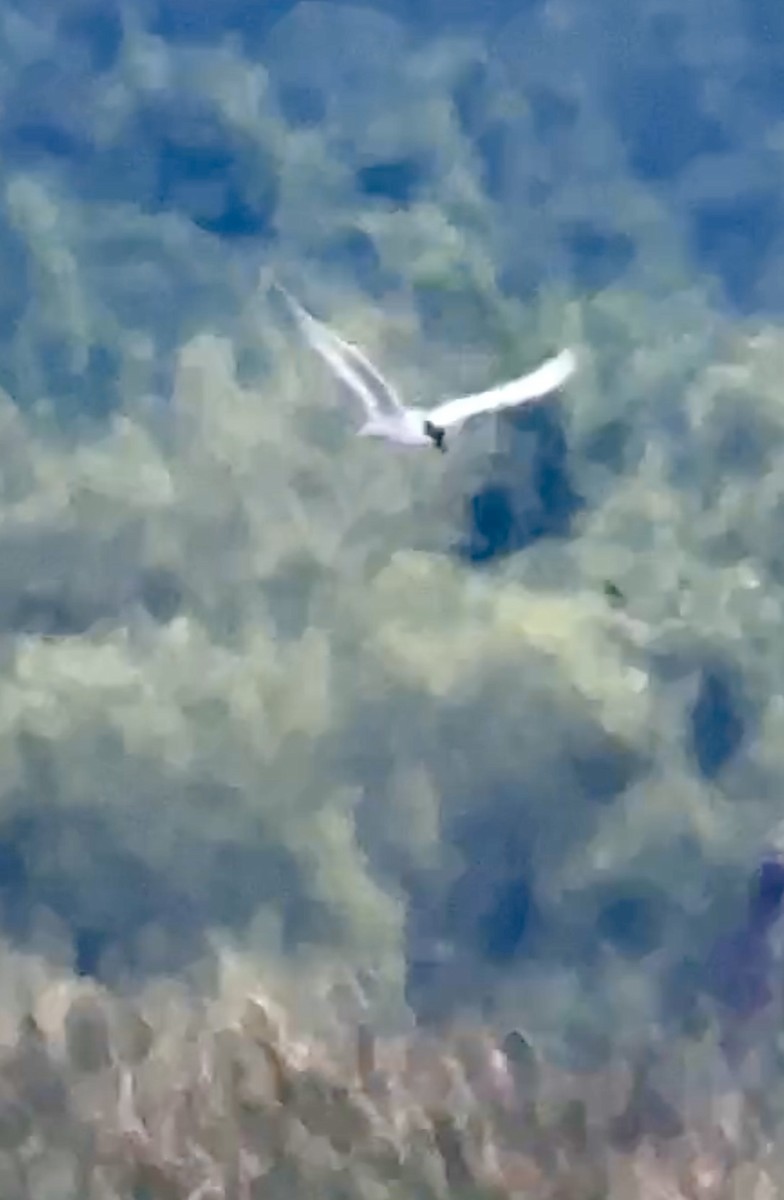 Forster's Tern - Soule Mary