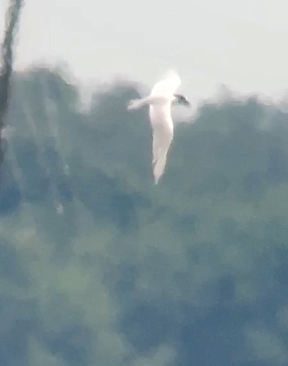 Forster's Tern - Soule Mary