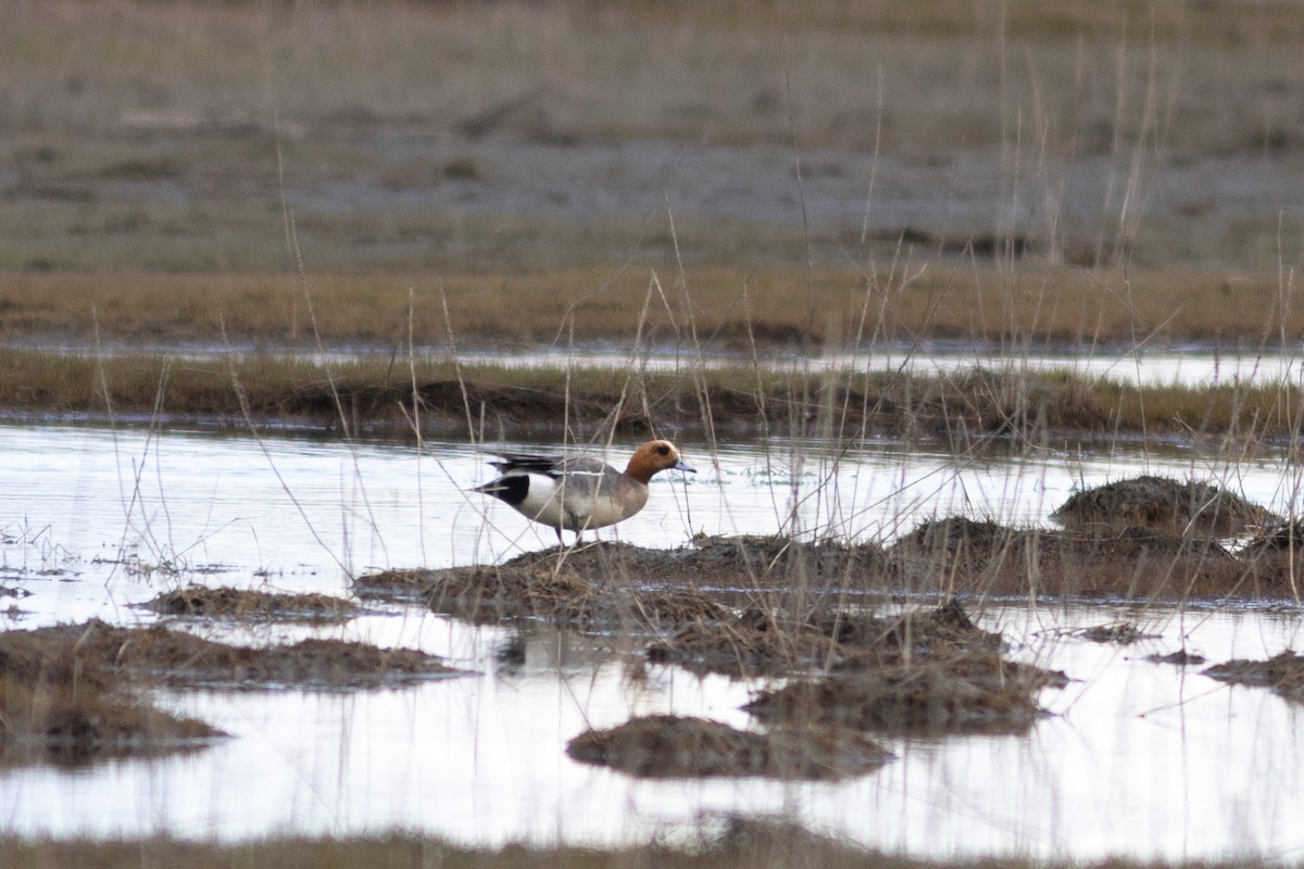 Eurasian Wigeon - Justin Saunders