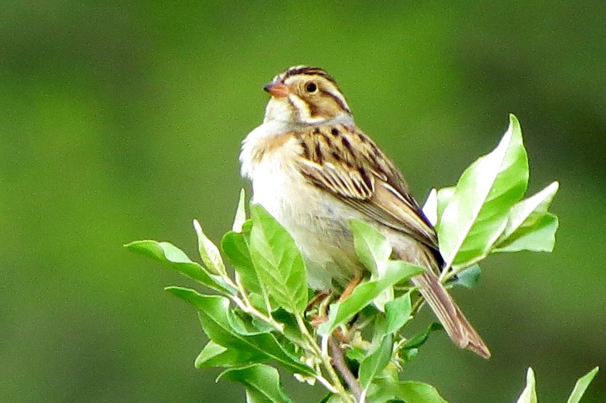 Clay-colored Sparrow - ML619194393