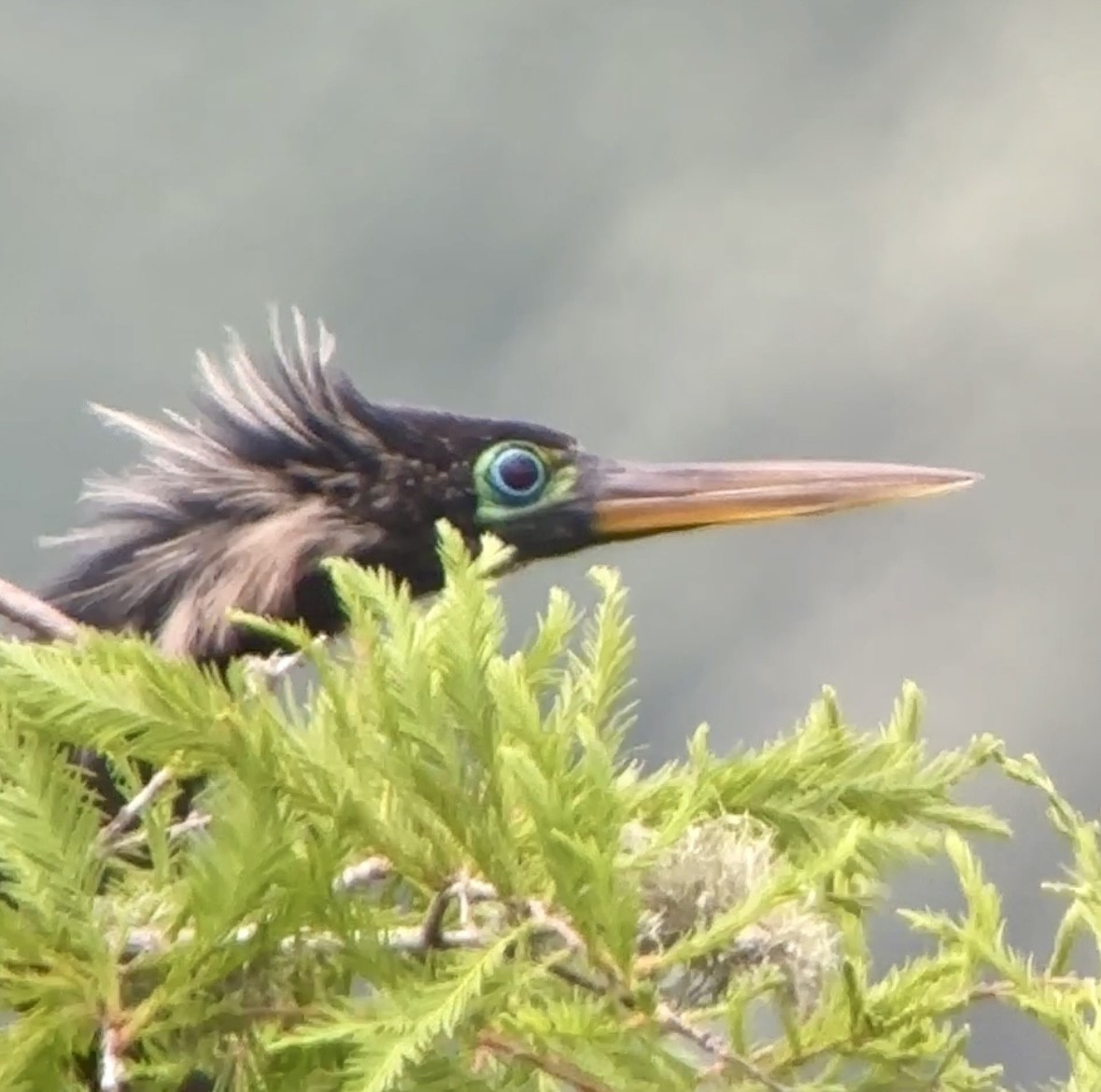 Anhinga - Soule Mary