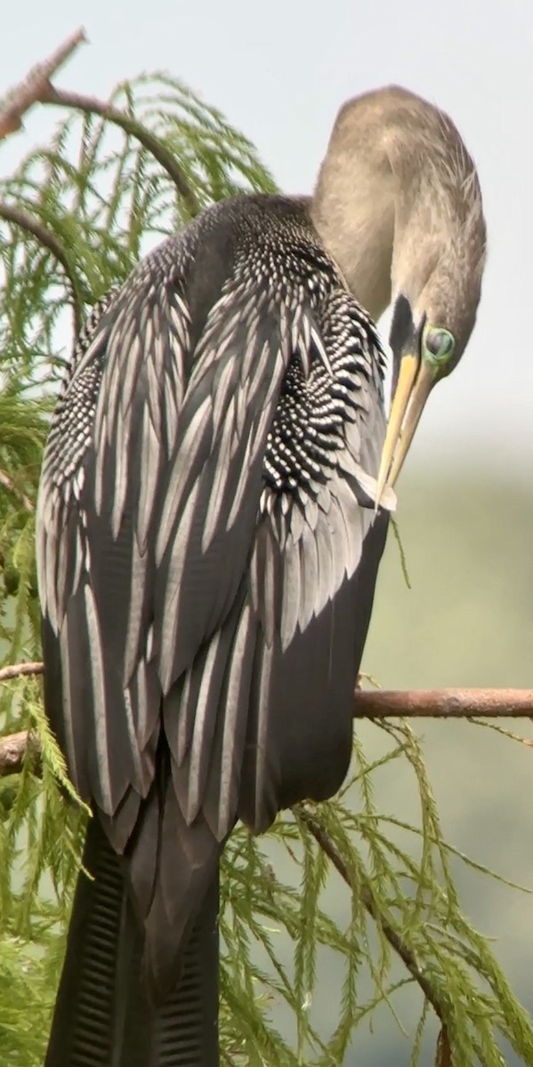 Anhinga - Soule Mary