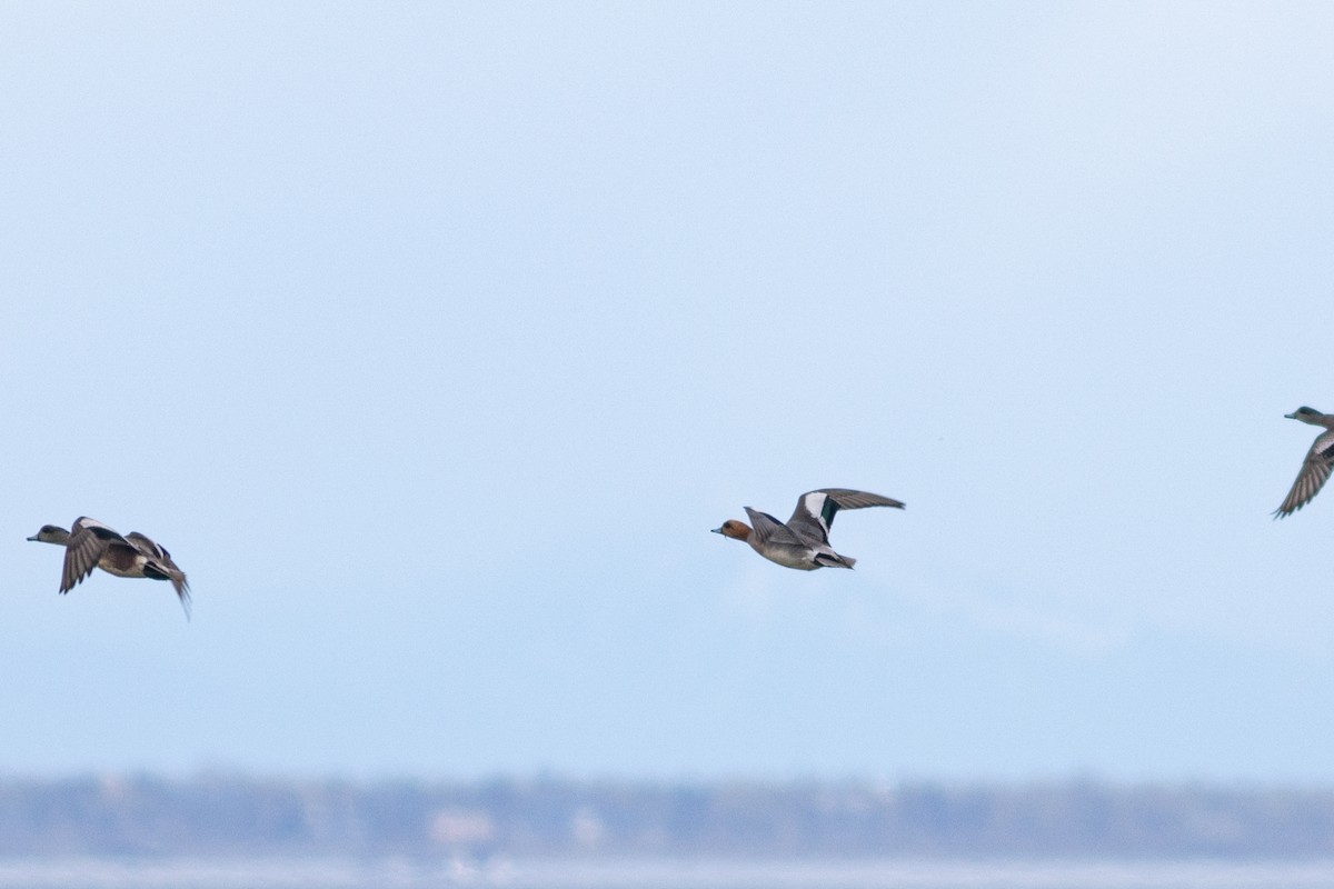 Eurasian Wigeon - Justin Saunders