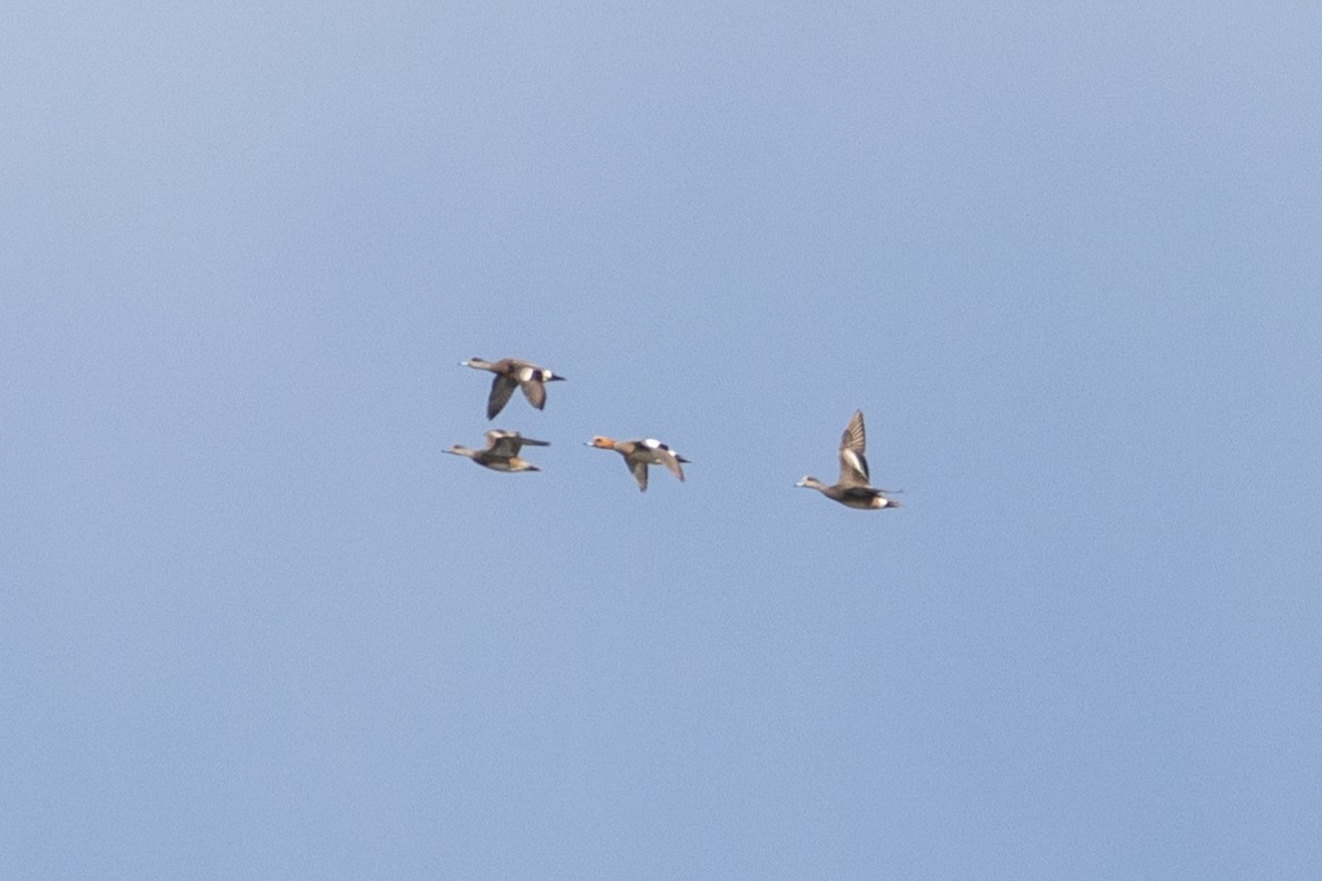 Eurasian Wigeon - Justin Saunders