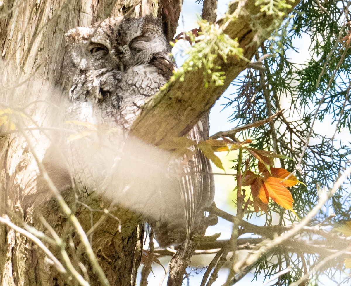 Eastern Screech-Owl - Laurence Green