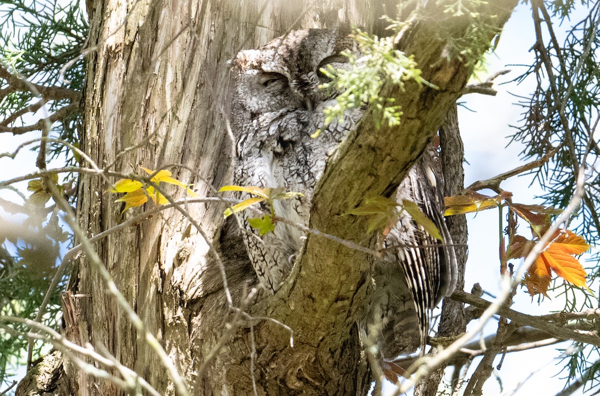 Eastern Screech-Owl - Laurence Green