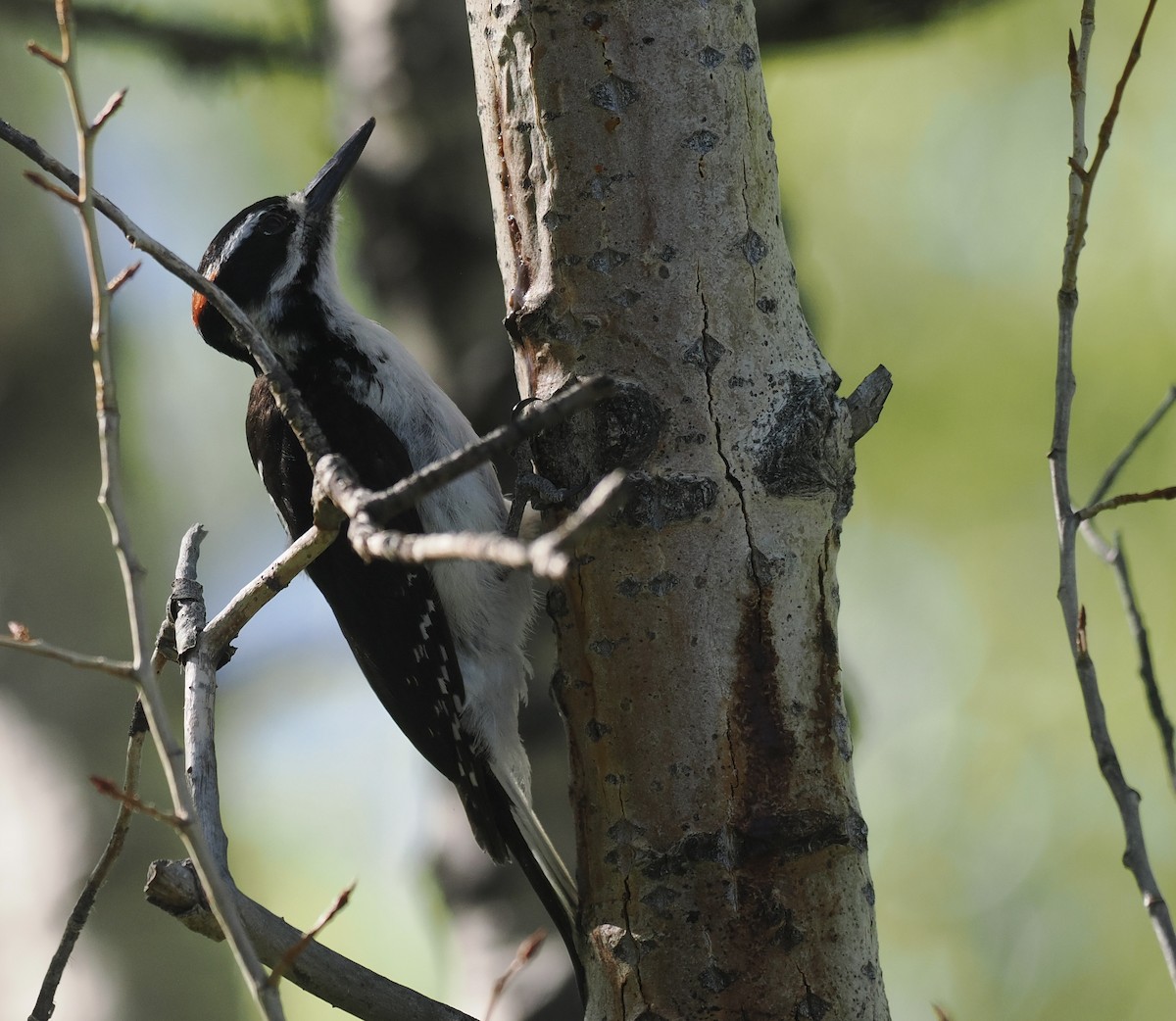 Hairy Woodpecker (Rocky Mts.) - Bob Foehring