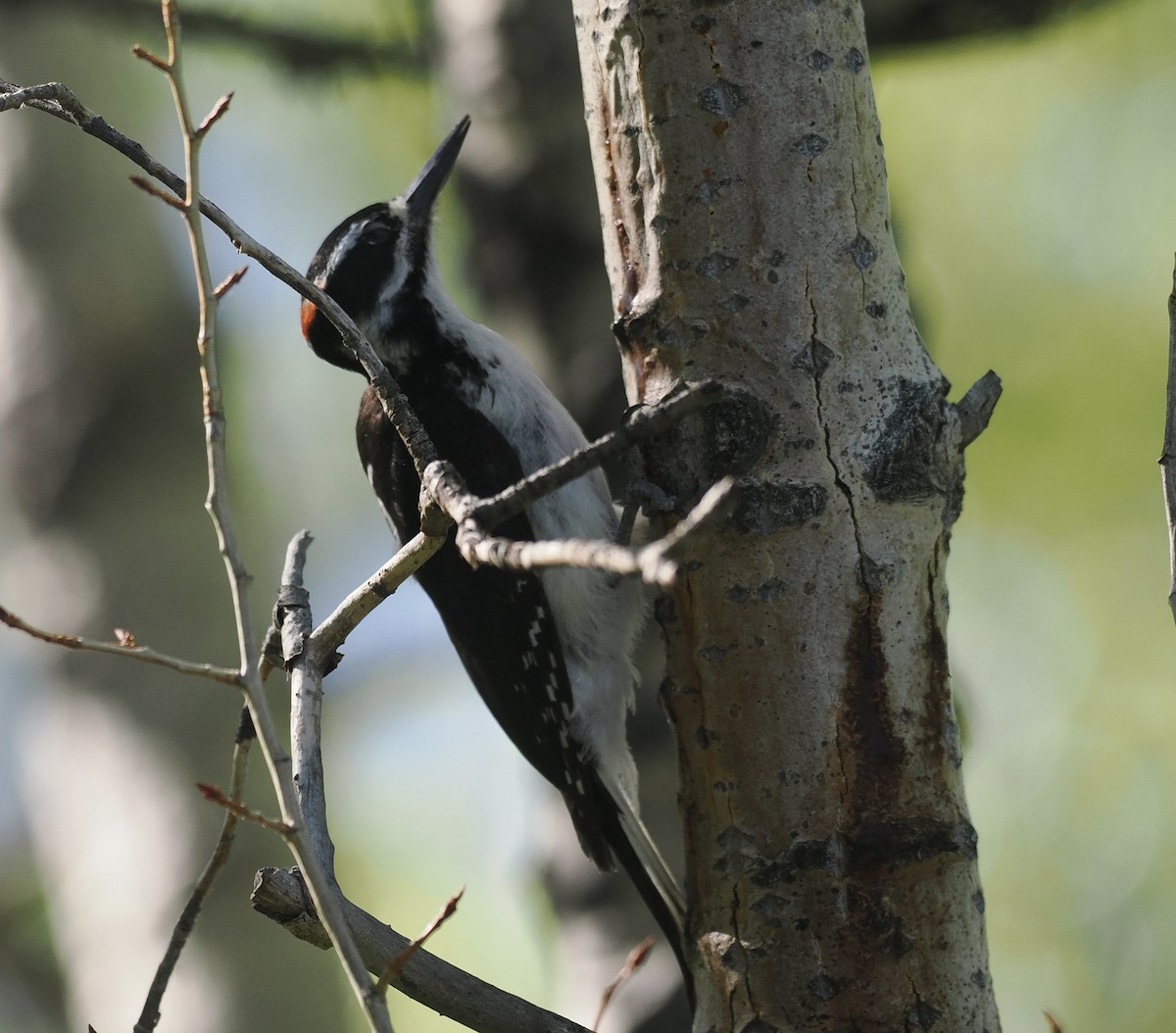 Hairy Woodpecker (Rocky Mts.) - Bob Foehring