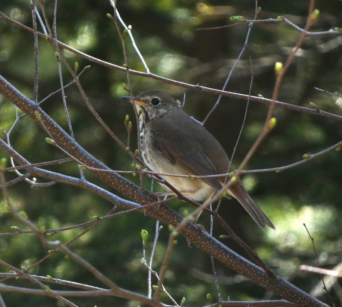 Hermit Thrush - Sandra Bourque