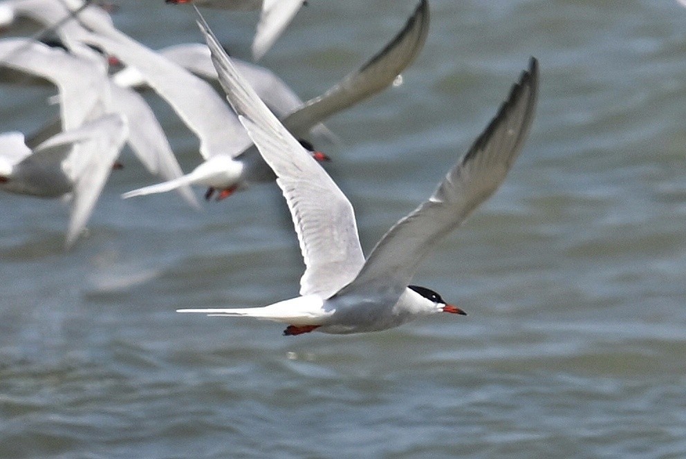Common Tern - Lisa Draper