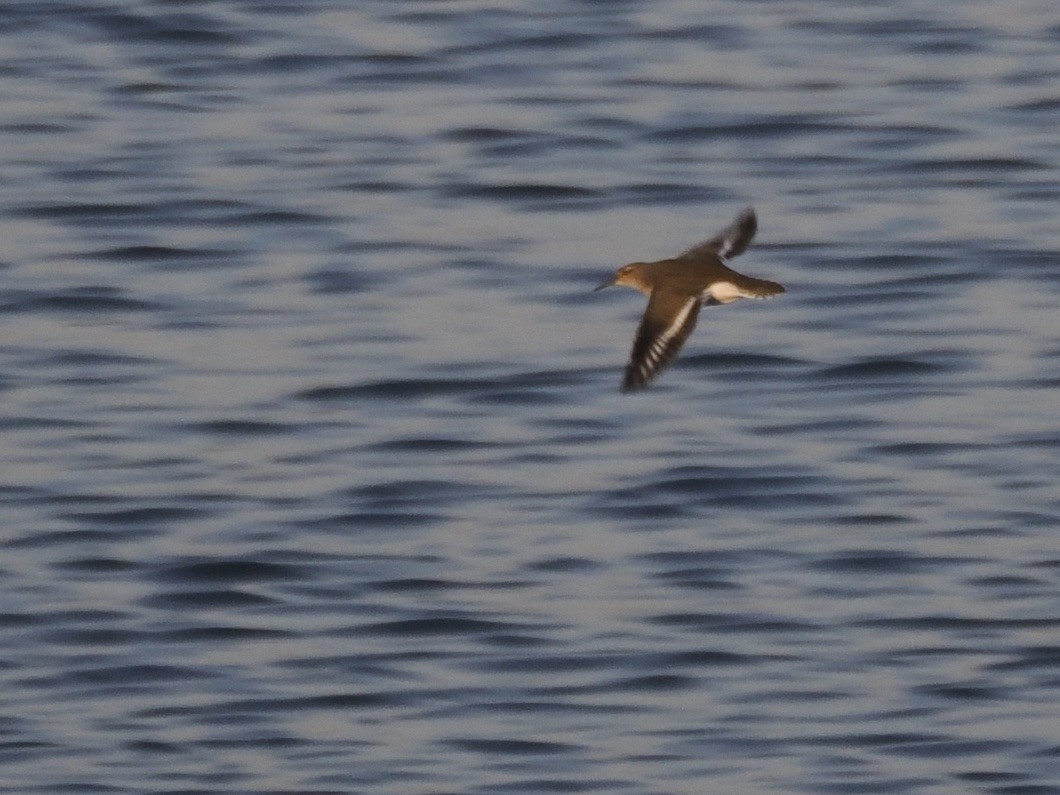 磯鷸 - ML619194441