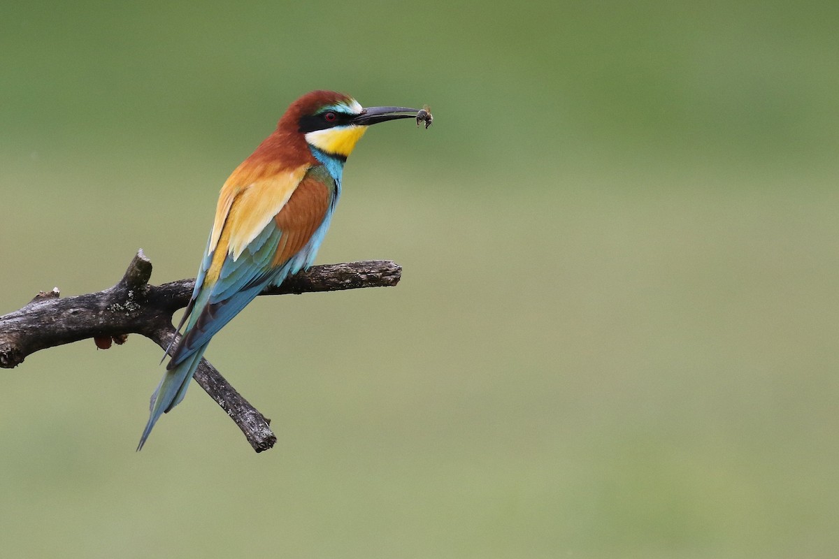 European Bee-eater - Stu Elsom