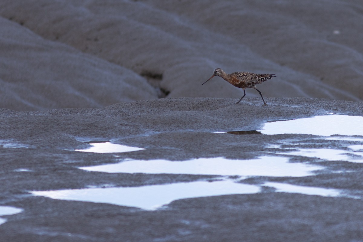 Hudsonian Godwit - Justin Saunders