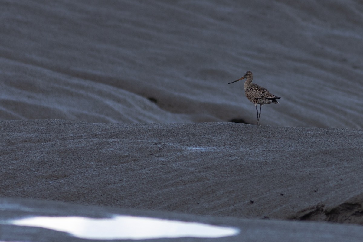 Hudsonian Godwit - Justin Saunders