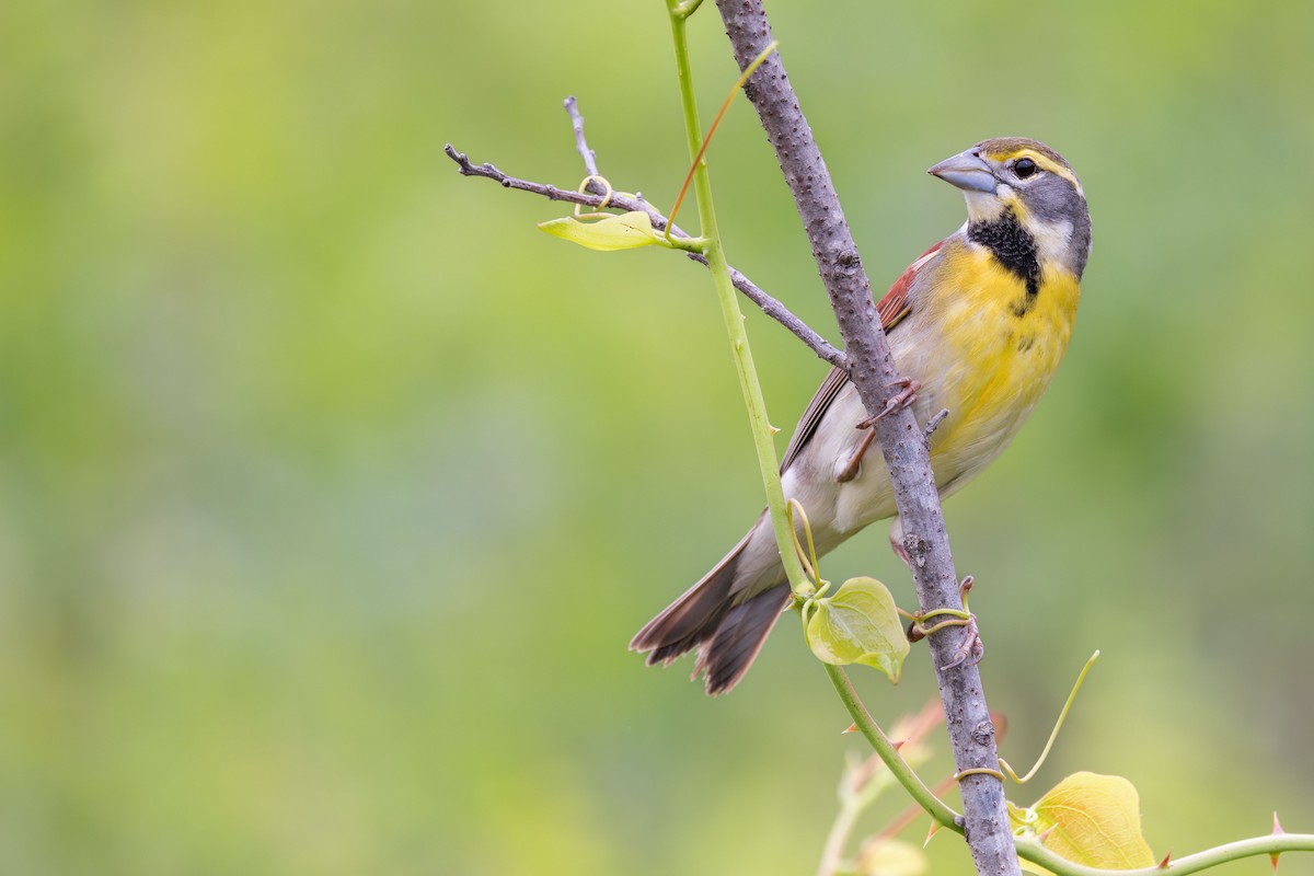 Dickcissel - Elliott Ress