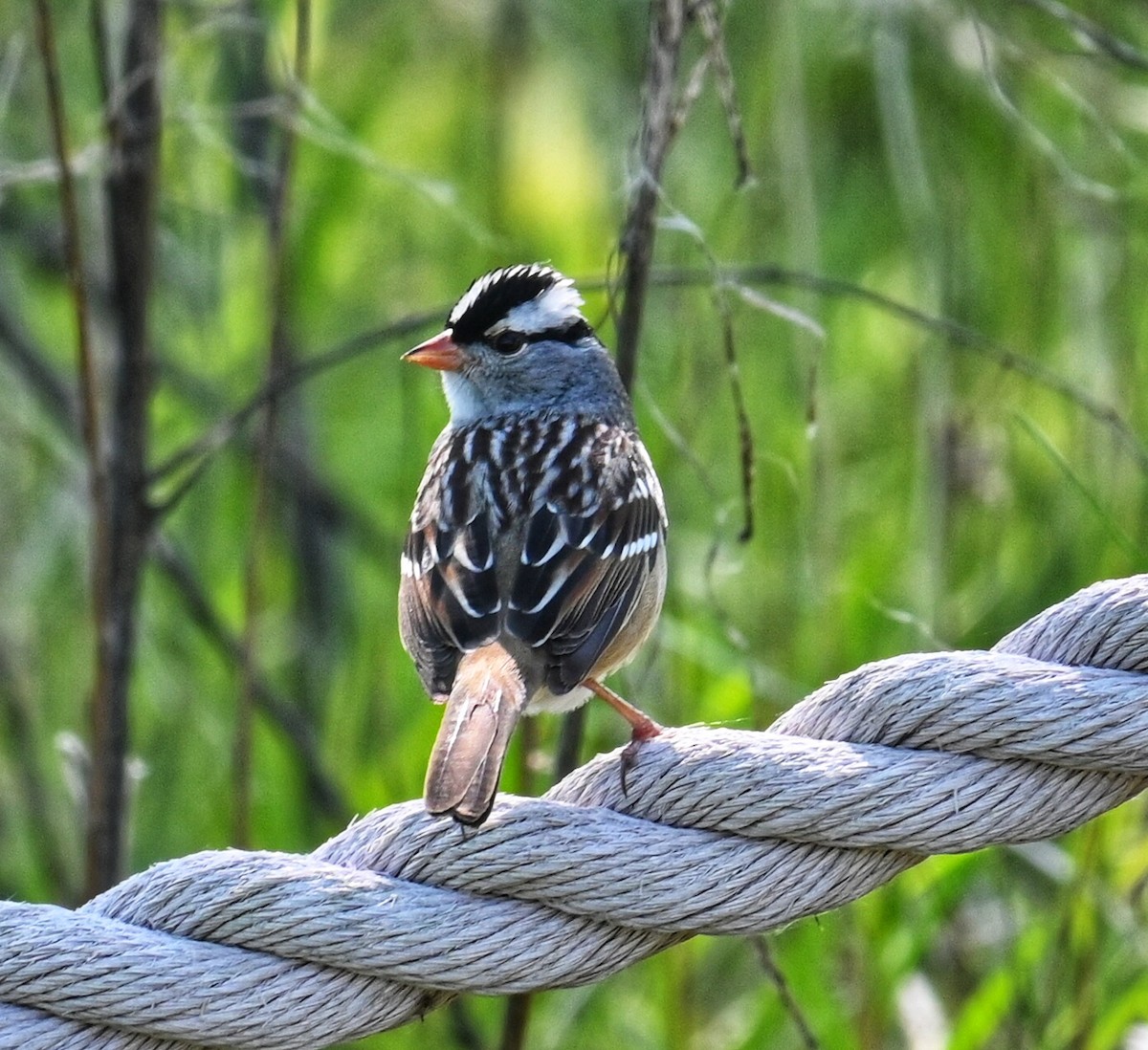 White-crowned Sparrow - Lisa Draper