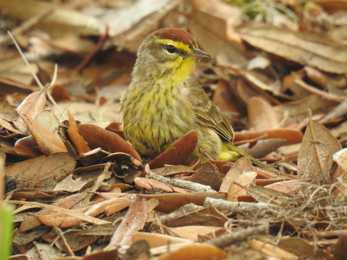 Palm Warbler - ML619194475
