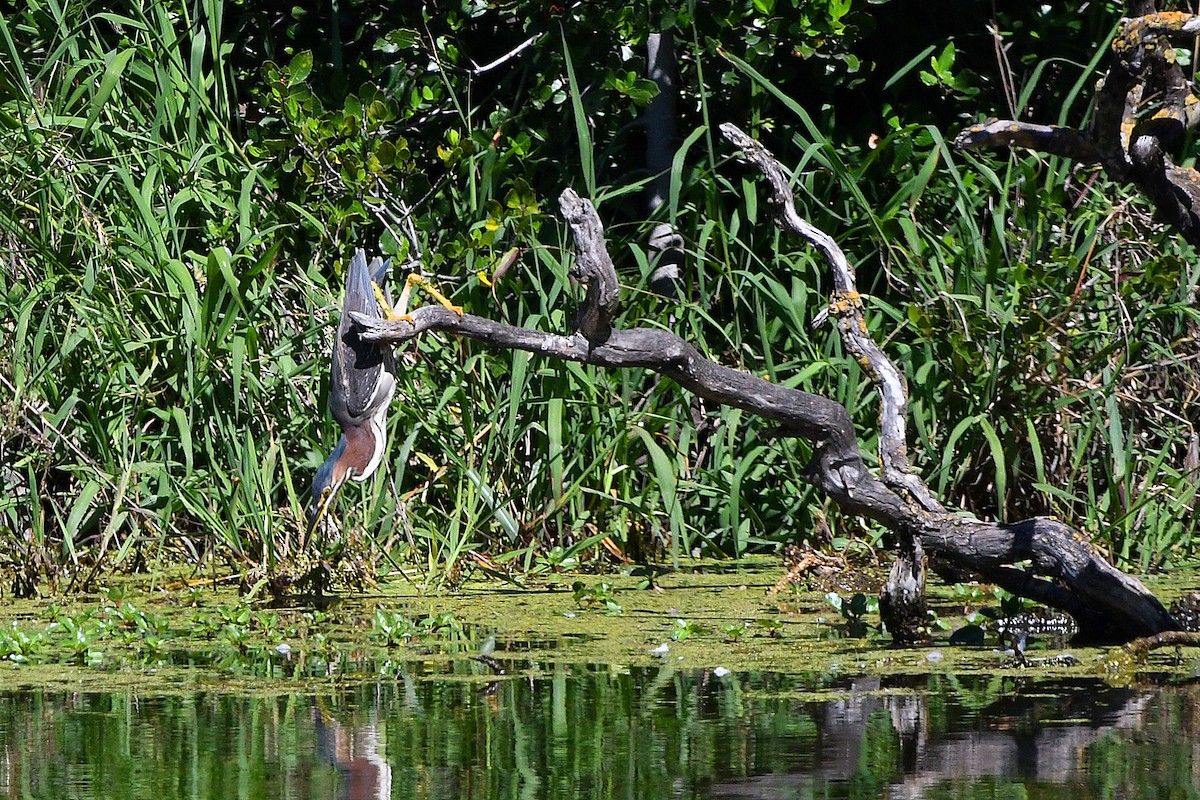 Green Heron - phil chen