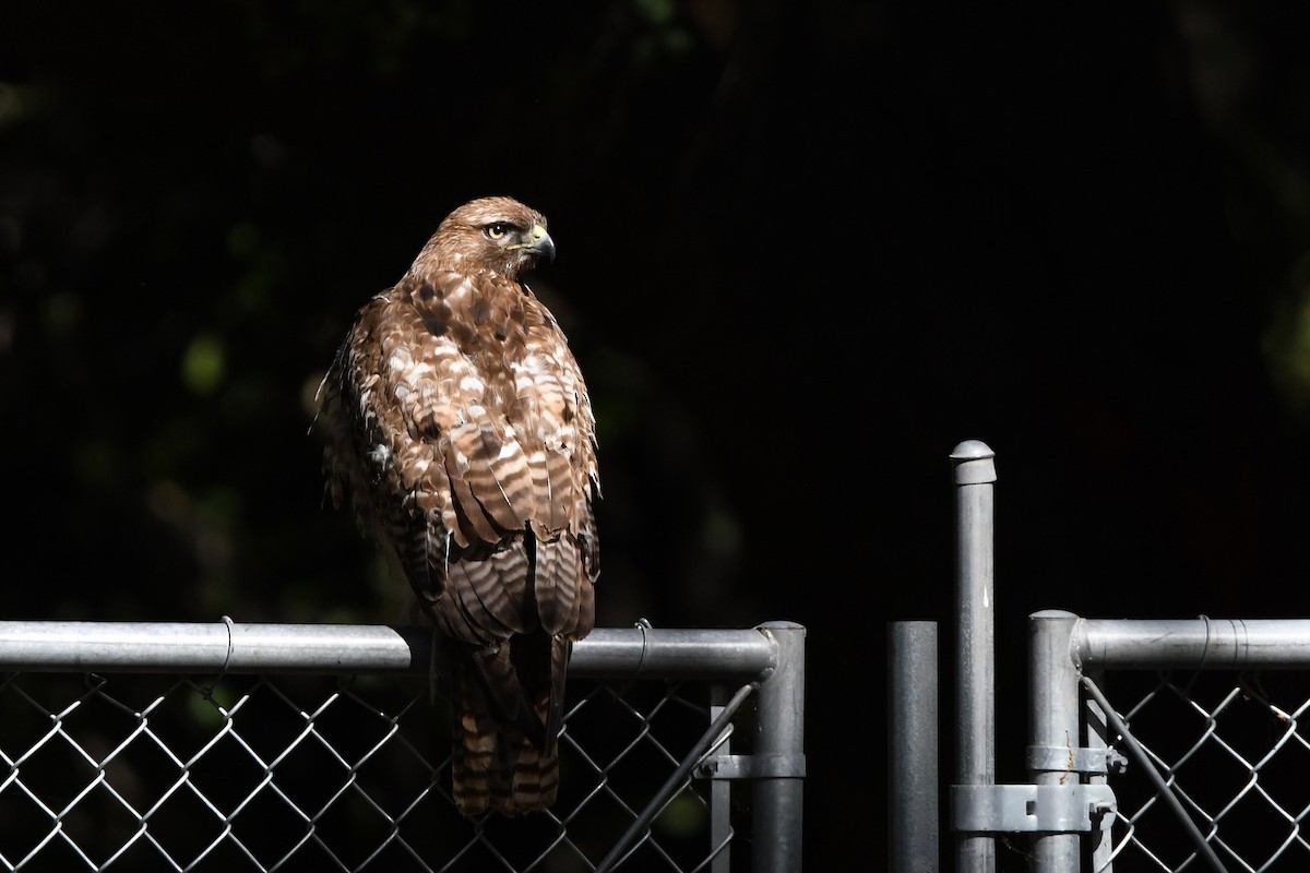 Red-tailed Hawk - ML619194484
