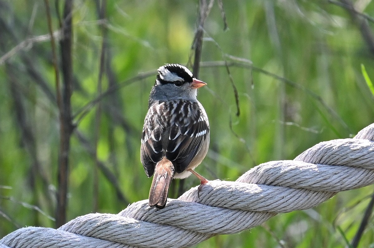 White-crowned Sparrow - Lisa Draper