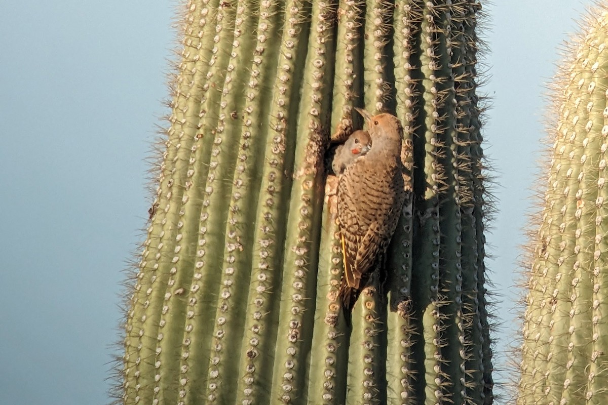 Gilded Flicker - Richard Fray