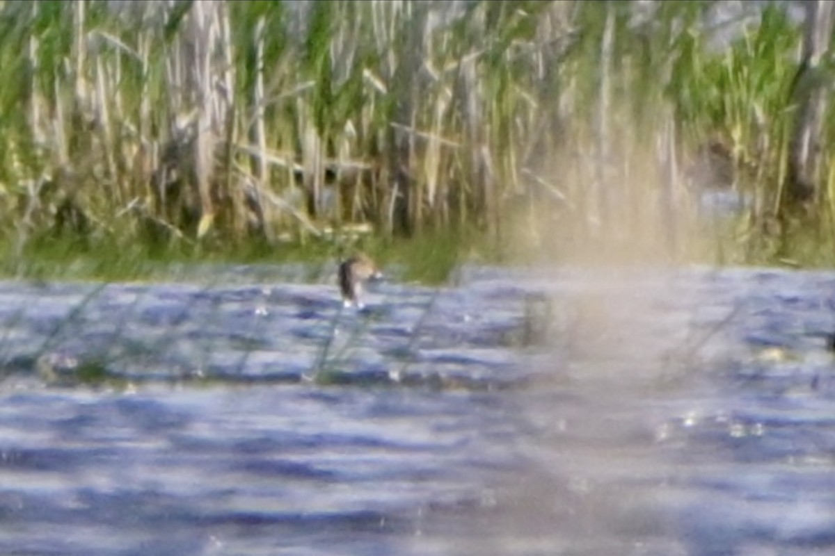 Ring-necked Duck - Josiah Santiago