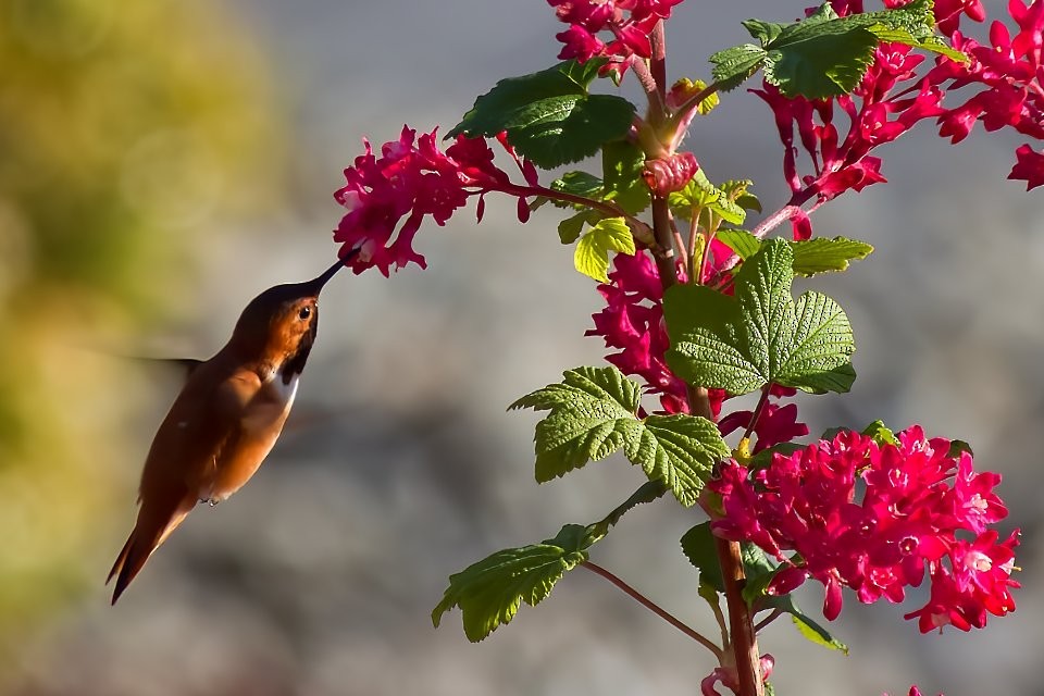 Rufous Hummingbird - Neil Dawe