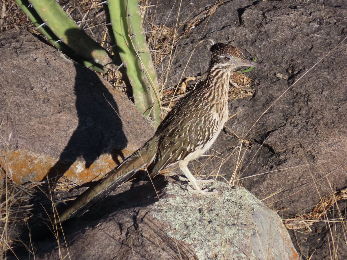 Greater Roadrunner - Roy Howard