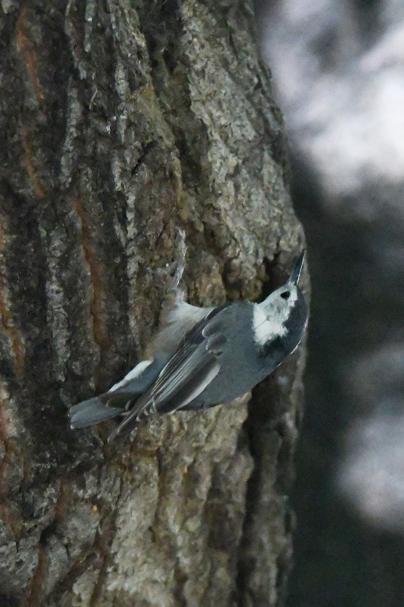 White-breasted Nuthatch - phil chen