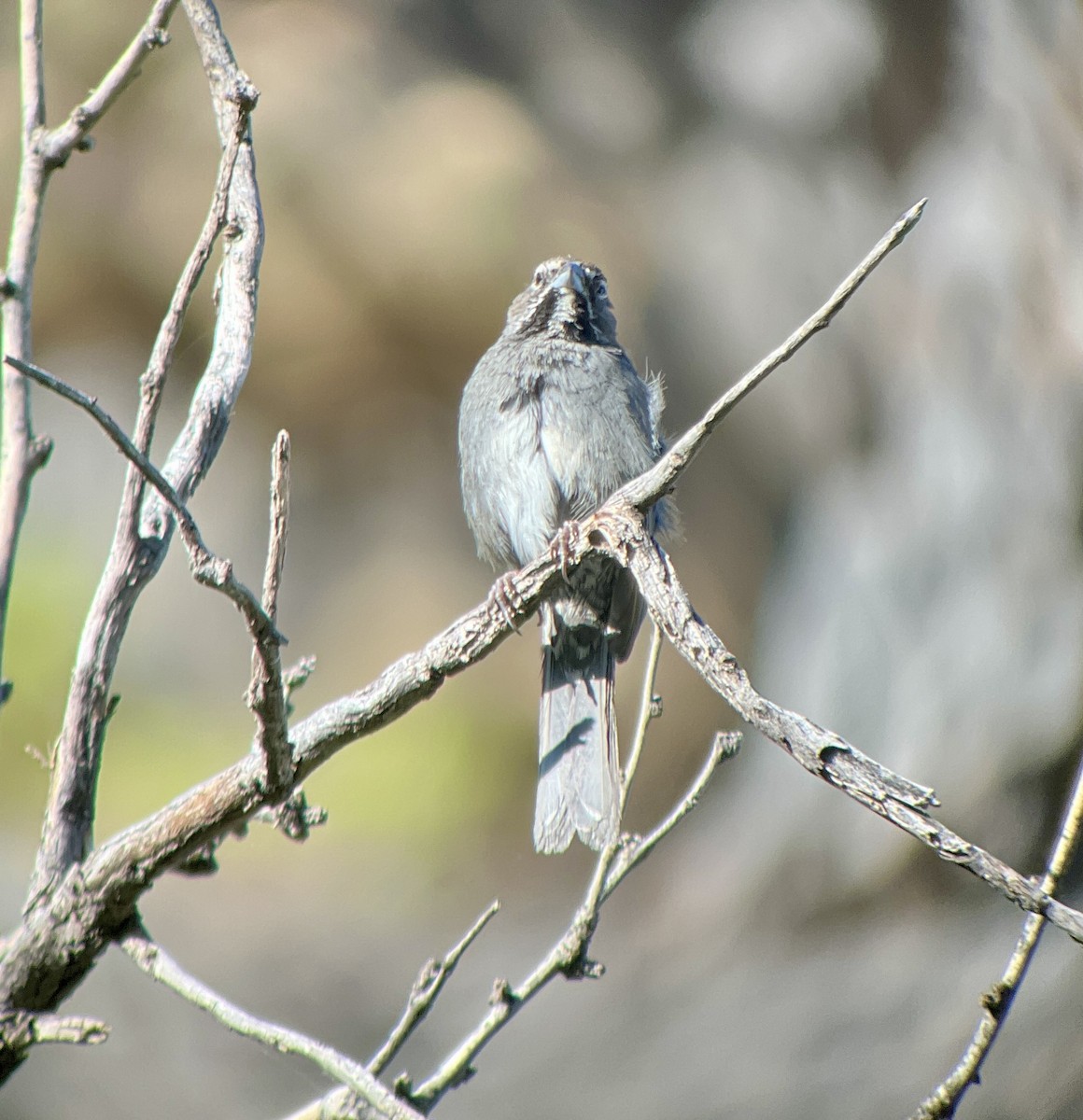 Five-striped Sparrow - ML619194541