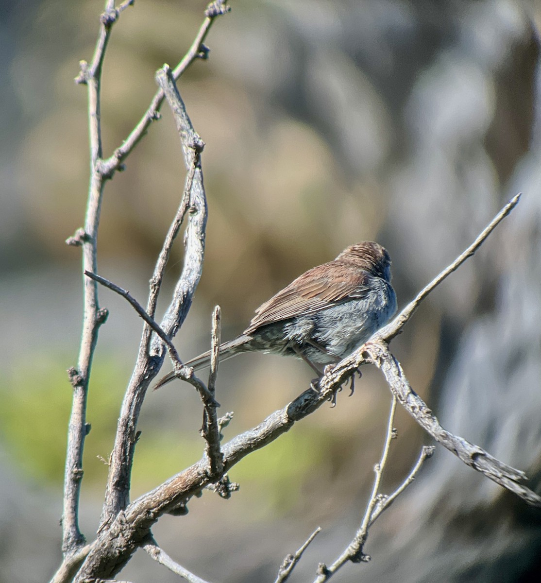 Five-striped Sparrow - Liza Antony