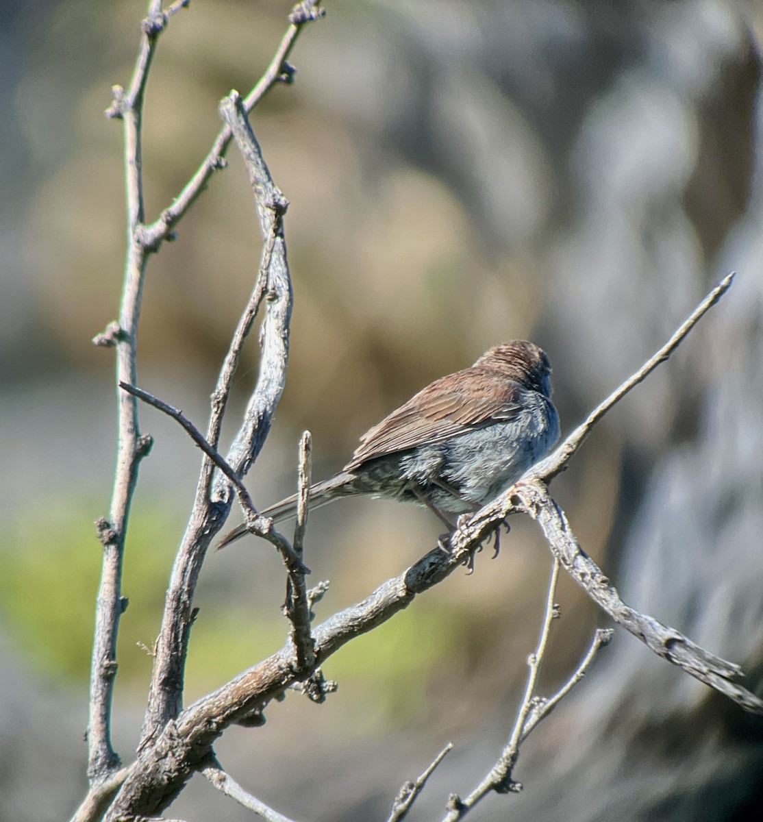 Five-striped Sparrow - ML619194542