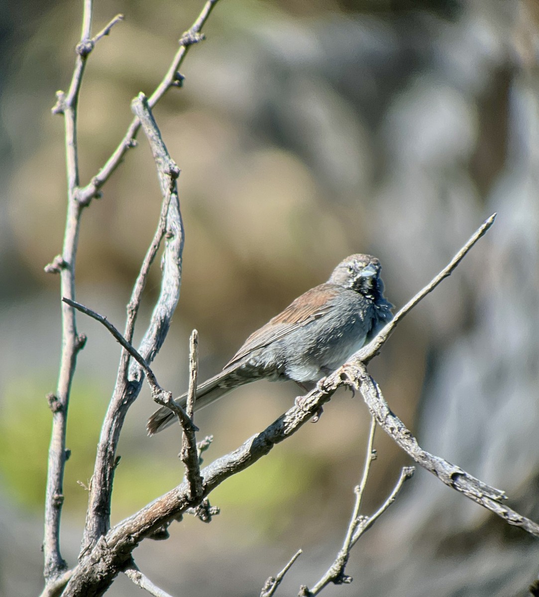 Five-striped Sparrow - Liza Antony