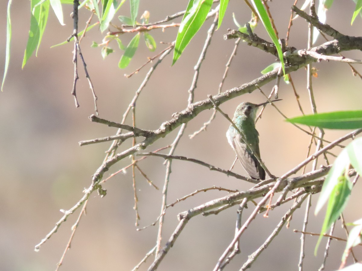 Broad-billed Hummingbird - Roy Howard