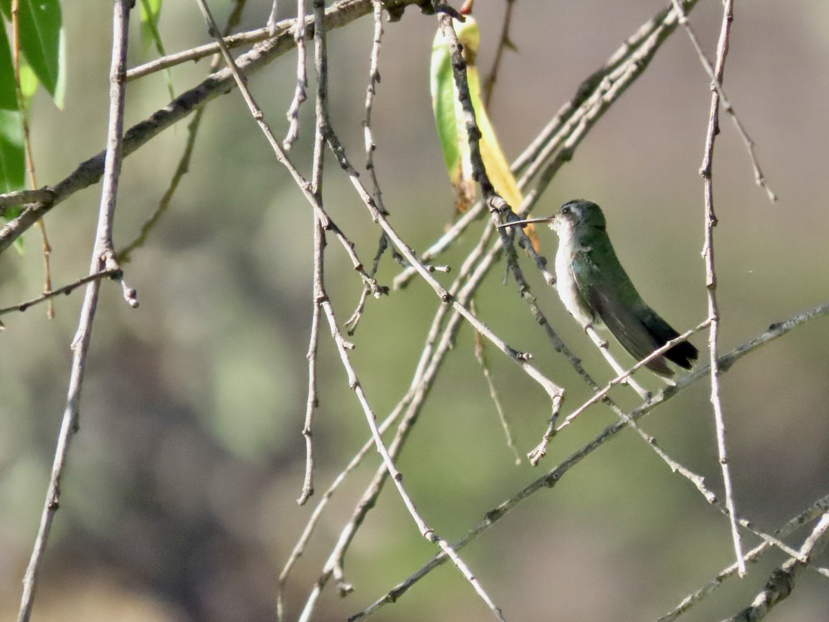 Broad-billed Hummingbird - Roy Howard