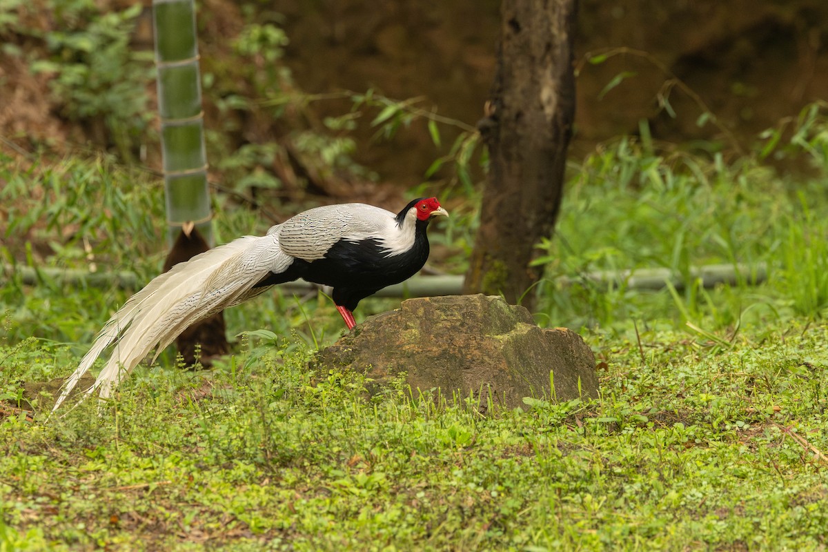 Silver Pheasant - Garret Skead