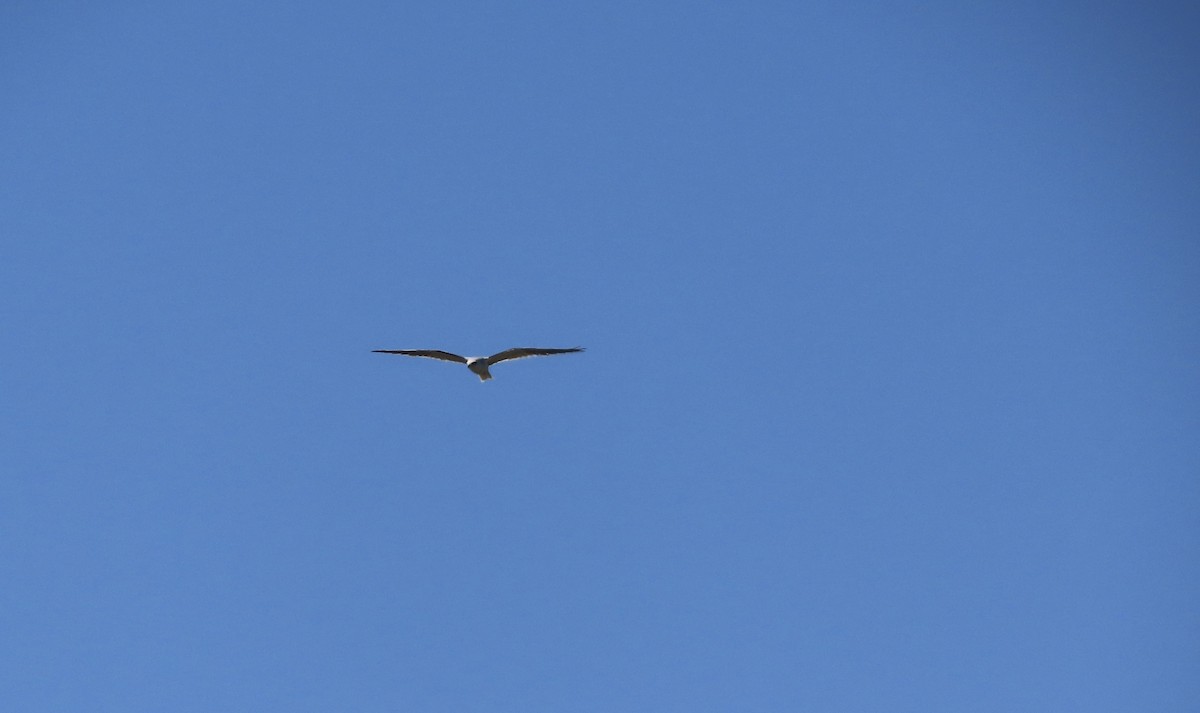 White-tailed Kite - Roy Howard