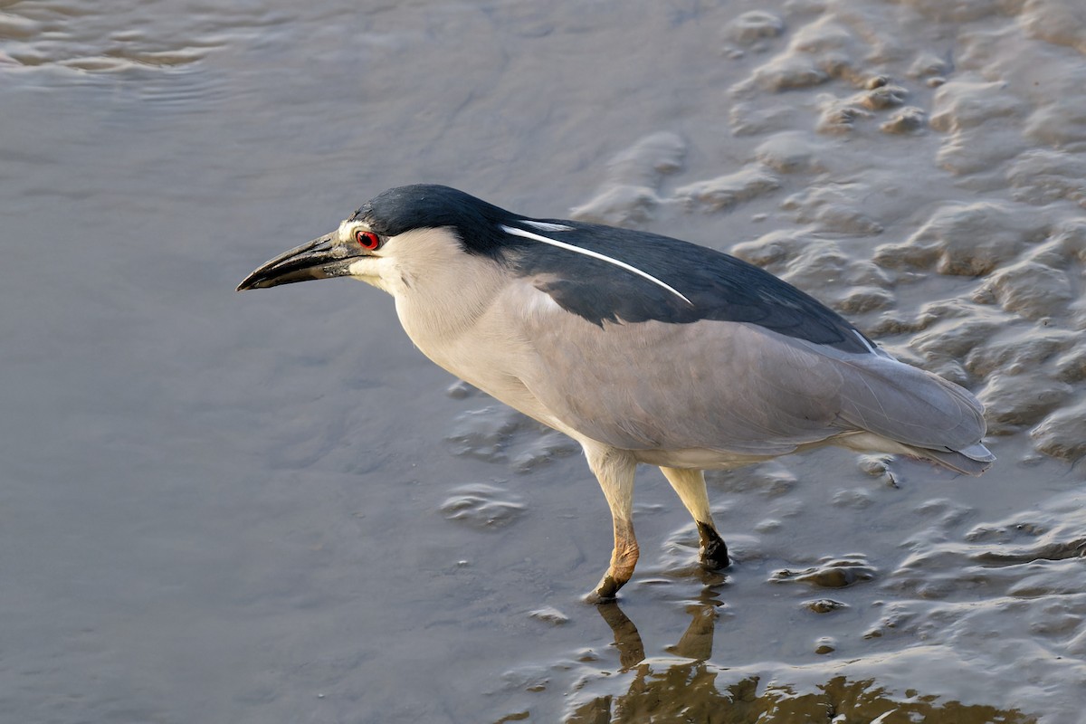 Black-crowned Night Heron - Zbigniew Wnuk