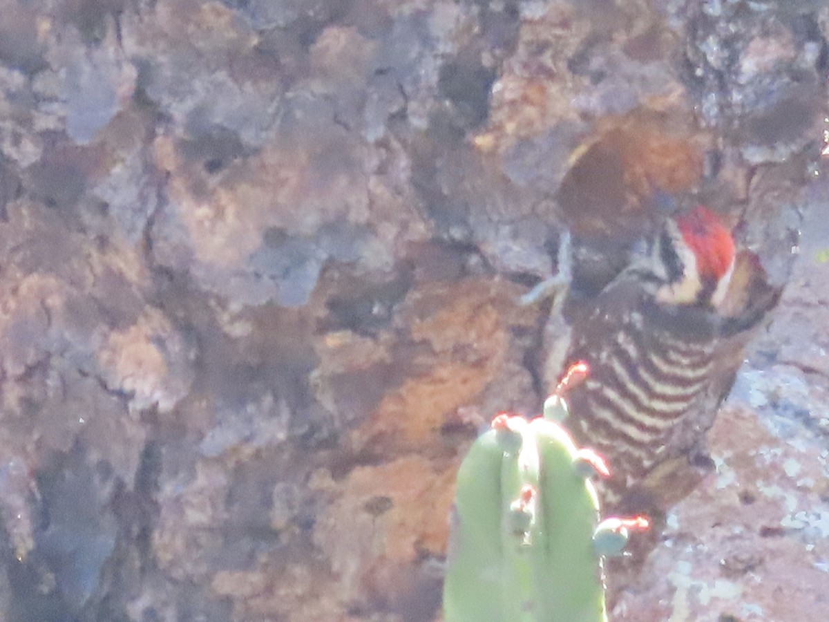 Ladder-backed Woodpecker - Roy Howard