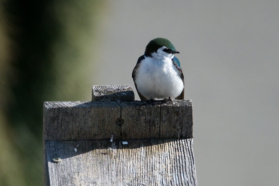 Violet-green Swallow - Neil Dawe