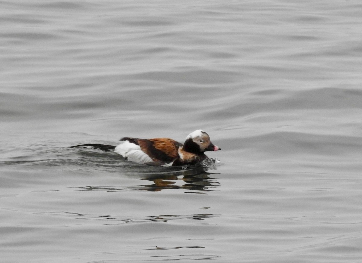 Long-tailed Duck - Claire Caron