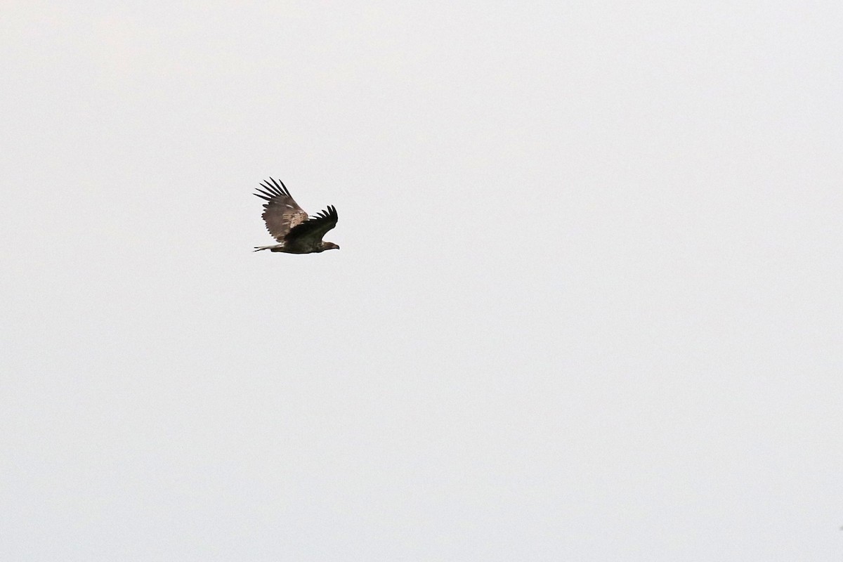 White-tailed Eagle - Stu Elsom