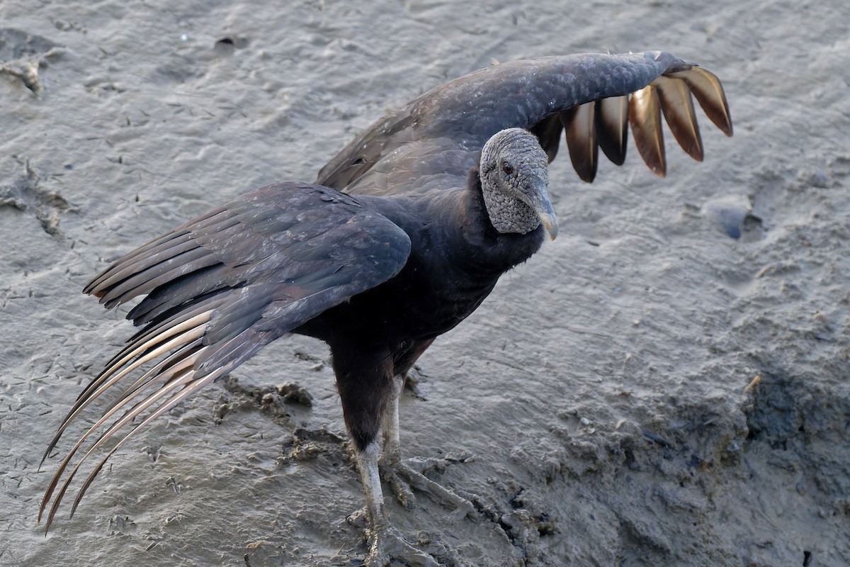 Black Vulture - Zbigniew Wnuk