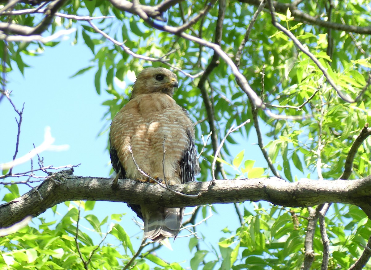 Red-shouldered Hawk - Chris Davis