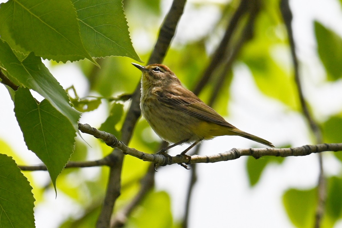 Palm Warbler - Lisa Draper