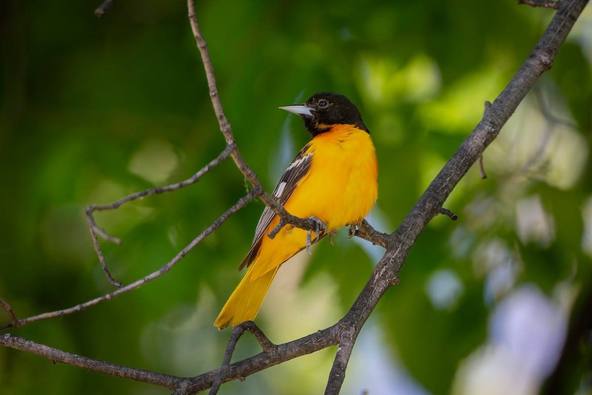 Baltimore Oriole - Myron Peterson